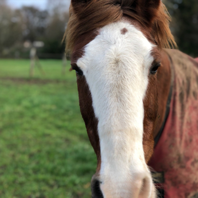 Veteran horse in the field